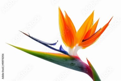 Papier peint  Bird of Paradise Tropical Flower Isolated, Strelitzia Bloom, Orange Exotic Bird Head Flower on White