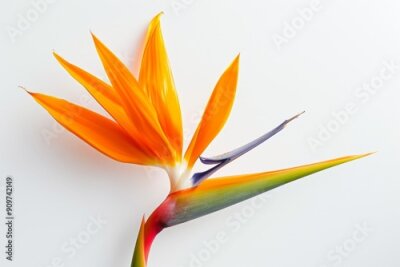 Papier peint  Bird of Paradise Tropical Flower Isolated, Strelitzia Bloom, Orange Exotic Bird Head Flower on White