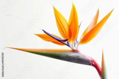 Papier peint  Bird of Paradise Tropical Flower Isolated, Strelitzia Bloom, Orange Exotic Bird Head Flower on White
