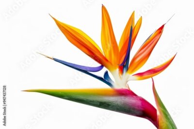 Papier peint  Bird of Paradise Tropical Flower Isolated, Strelitzia Bloom, Orange Exotic Bird Head Flower on White