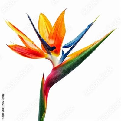 Papier peint  Bird of Paradise Tropical Flower Isolated, Strelitzia Bloom, Orange Exotic Bird Head Flower on White