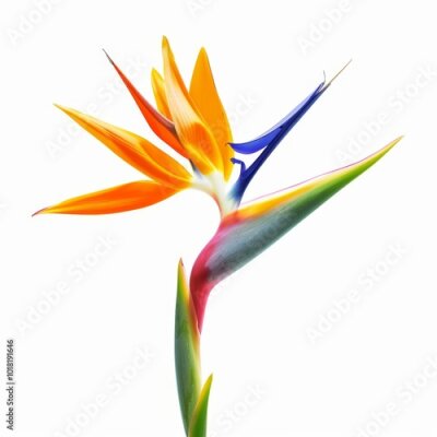 Papier peint  Bird of Paradise Tropical Flower Isolated, Strelitzia Bloom, Orange Exotic Bird Head Flower on White