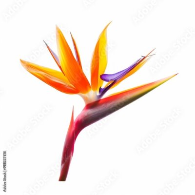 Papier peint  Bird of Paradise Tropical Flower Isolated, Strelitzia Bloom, Orange Exotic Bird Head Flower on White