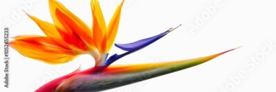 Papier peint  Bird of Paradise Tropical Flower Isolated, Strelitzia Bloom, Orange Exotic Bird Head Flower on White