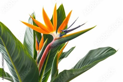 Papier peint  Bird of Paradise Tropical Flower Isolated, Strelitzia Bloom, Orange Exotic Bird Head Flower on White