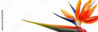 Papier peint  Bird of Paradise Tropical Flower Isolated, Strelitzia Bloom, Orange Exotic Bird Head Flower on White