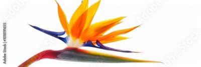 Papier peint  Bird of Paradise Tropical Flower Isolated, Strelitzia Bloom, Orange Exotic Bird Head Flower on White