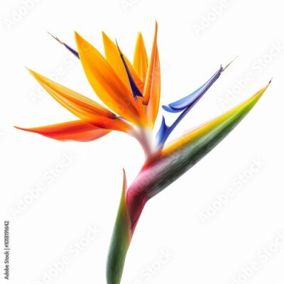 Papier peint  Bird of Paradise Tropical Flower Isolated, Strelitzia Bloom, Orange Exotic Bird Head Flower on White