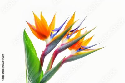 Papier peint  Bird of Paradise Tropical Flower Isolated, Strelitzia Bloom, Orange Exotic Bird Head Flower on White