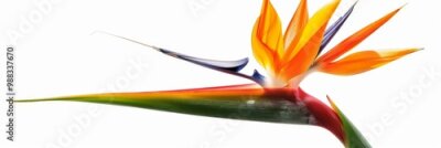 Papier peint  Bird of Paradise Tropical Flower Isolated, Strelitzia Bloom, Orange Exotic Bird Head Flower on White