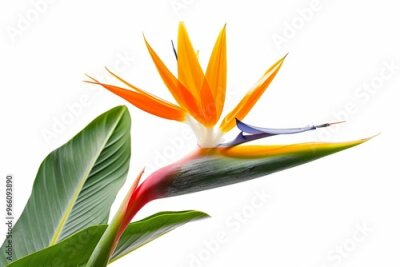 Papier peint  Bird of Paradise Tropical Flower Isolated, Strelitzia Bloom, Orange Exotic Bird Head Flower on White