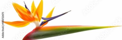 Papier peint  Bird of Paradise Tropical Flower Isolated, Strelitzia Bloom, Orange Exotic Bird Head Flower on White