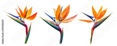 Papier peint  Bird of Paradise Tropical Flower Isolated, Strelitzia Bloom, Orange Exotic Bird Head Flower on White