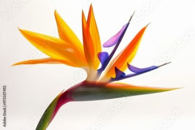 Papier peint  Bird of Paradise Tropical Flower Isolated, Strelitzia Bloom, Orange Exotic Bird Head Flower on White