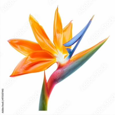 Papier peint  Bird of Paradise Tropical Flower Isolated, Strelitzia Bloom, Orange Exotic Bird Head Flower on White