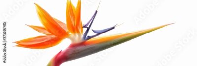Papier peint  Bird of Paradise Tropical Flower Isolated, Strelitzia Bloom, Orange Exotic Bird Head Flower on White