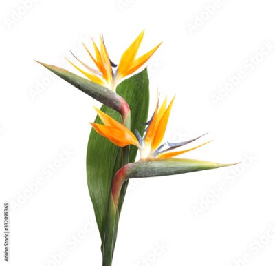 Papier peint  Bird of Paradise tropical flowers isolated on white