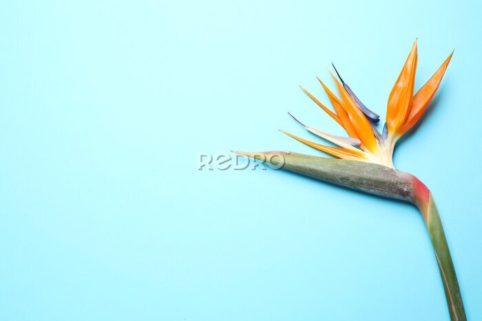Papier peint  Bird of Paradise tropical flowers on light blue background, top view. Space for text