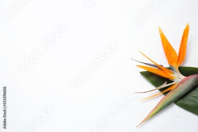 Papier peint  Bird of Paradise tropical flowers on white background, top view