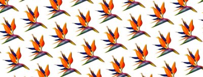 Papier peint  Bird of paradise tropical flowers pattern. Decorative african crane flower or strelitzia reginae, panoramic image