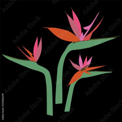 Papier peint  Bird of Paradise tropical flowers without leaves. Exotic hand-drawn stylized Strelitzia Reginae set. Vector illustration on dark background for fashion prints, wallpapers, decorative elements