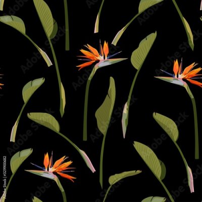 Papier peint  Bird of paradise tropical orange flower seamless pattern. Jungle exotic plant for fabric design. South African blossom flower, strelitzia. Floral wallpaper. Black backdrop.