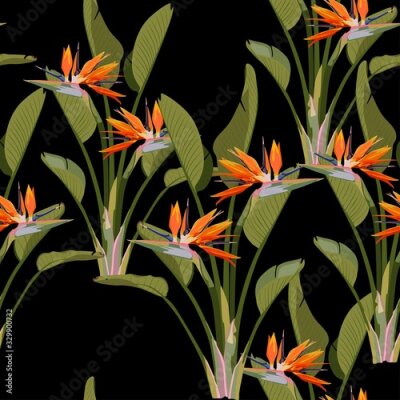 Papier peint  Bird of paradise tropical orange flower seamless pattern. Jungle exotic plant for fabric design. South African blossom flower, strelitzia. Floral wallpaper. Black backdrop.