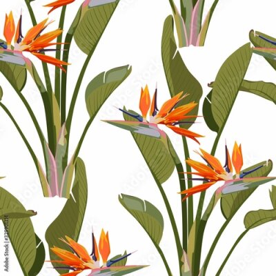 Papier peint  Bird of paradise tropical orange flower seamless pattern. Jungle exotic plant for fabric design. South African blossom flower, strelitzia. Floral wallpaper. White backdrop.
