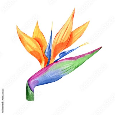 Papier peint  Bird of paradise. Watercolor illustration of tropical flower strelitzia. Hand drawn exotic floral. Perfect clipart element for greeting cards and invitations