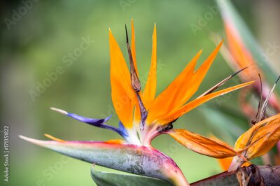Papier peint  Bird Paradise fleur Strelitzia