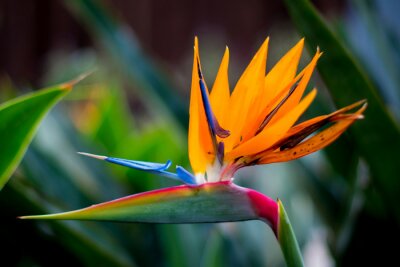Papier peint  Birds of Paradise