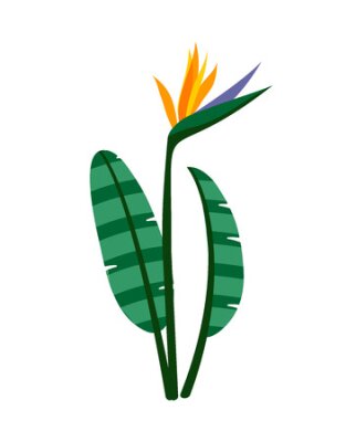 Papier peint  Birds of paradise flowers on white background. Strelitzia flower. Tropical flower.
