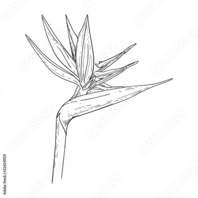 Papier peint  Black and white drawing of Strelitzia flower