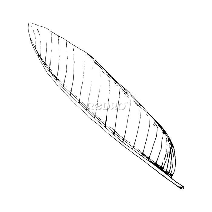 Papier peint  Black and white style exotic floral jungle. Use of palm leaf strelitzia for design Exotic beach, wedding, party, invitation and greeting card, fashion illustration. Illustration on white background