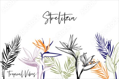 Papier peint  Black line strelitzia flowers, colorful palm leaf, greeting card. Tropic outline floral illustrations. Tropical collection. Sketch in watercolor style. Hand drawn line on white background