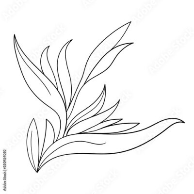 Papier peint  Black one line illustration grafic flowers strelitzia