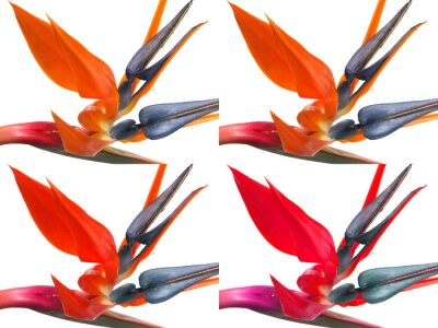 Papier peint  Blanc affectueux de strelitzias