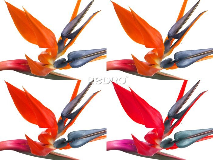 Papier peint  Blanc affectueux de strelitzias