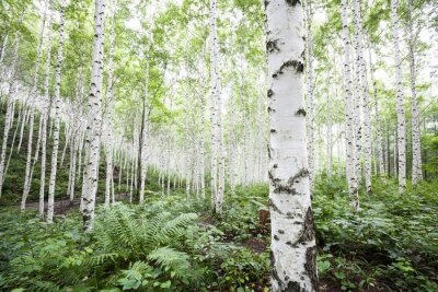 Papier peint  Blanc, bouleau, Arbres, forêt, Été