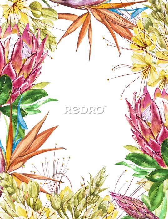 Papier peint  Blanc tropicale pour le texte. Aquarelle Protea, Caesalpinia et Strelitzia fleurs. Perfectionnez pour l'invitation, le mariage ou les cartes de voeux.