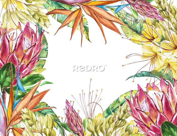 Papier peint  Blanc tropicale pour le texte. Aquarelle Protea, Caesalpinia et Strelitzia fleurs. Perfectionnez pour l'invitation, le mariage ou les cartes de voeux.