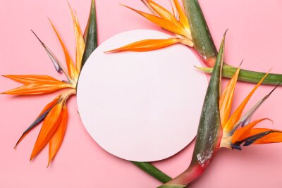 Papier peint  Blank card and beautiful strelitzia flowers on pink background, closeup
