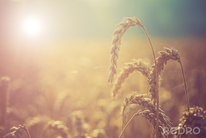 Papier peint  Blé dans les champs et la nature