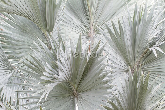 Papier peint  Bleu bismarck plam