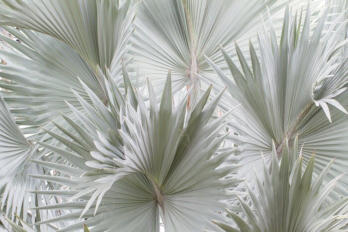 Papier peint  Bleu bismarck plam