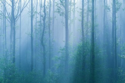Papier peint  Bleu brumeux de la forêt
