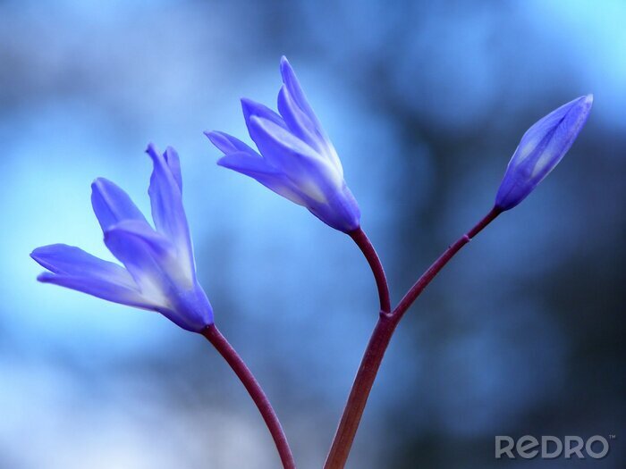 Papier peint  bleu fleur de printemps