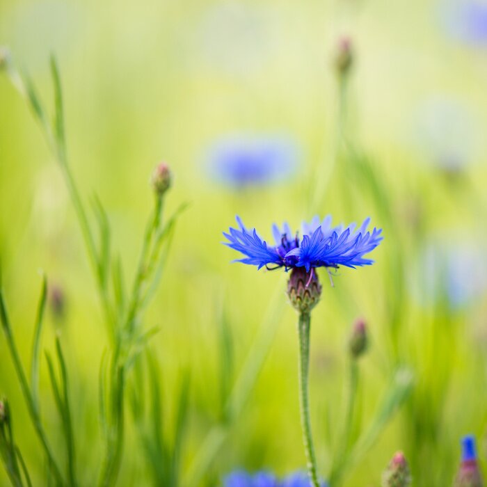 Papier peint  Bleuet en pleine nature