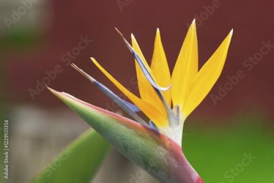 Papier peint  Bloom of Crane flower - Bird of Paradise Flower - Geel Piesang - Strelitzia reginae