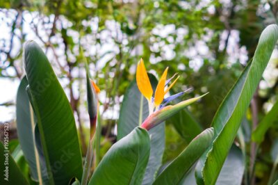 Papier peint  blooming Bird of Paradise flower (Strelitzia reginae)